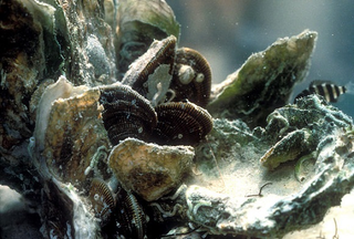 Illustration for article titled How Fake Mollusk Poop Can Save The Environment